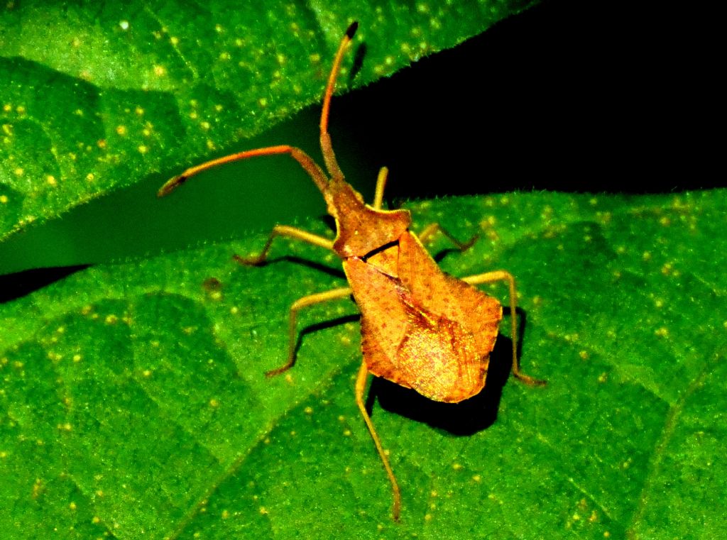 Coreus marginatus? No  Syromastus rhombeus